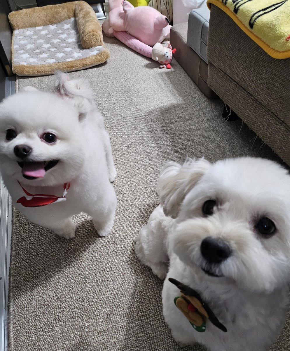 お久しぶりです🥰

トリミングに行ってサッパリした2匹🐶💕
