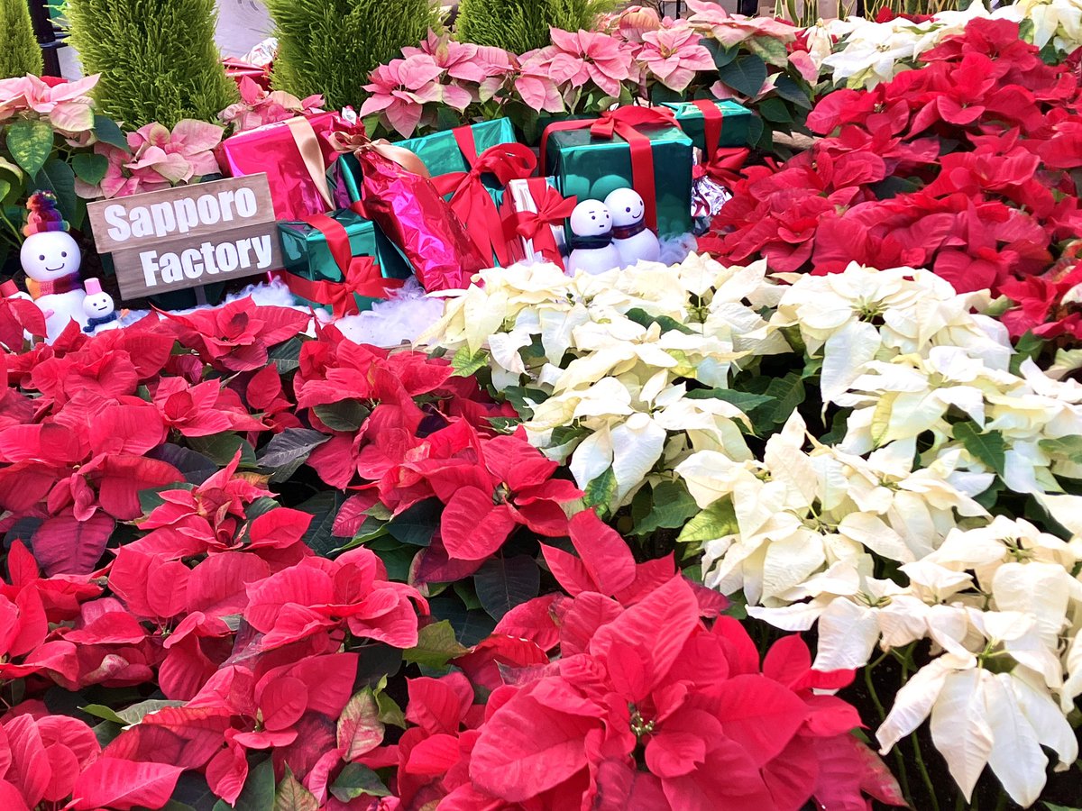 毎年大好評‼️ アトリウムの花壇に植えられているポインセチアを配布