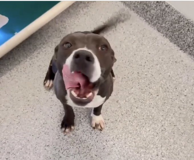 psychicwhisper3's tweet photo. 🆘🎄TENNESSEE #A627464 Came in 10/1⚡️
8 Months Old With An🆘From Shelter
⚠️Not Safe Can Be Killed 12/23🎯
Craving Affection loves other🐕
🎄Can Go🏡Now❤️
Plz #Pledge2Save #Foster #Adopt🏃♀️
Location: Harris County #Houston #TX
☎️281-999-3191 🏃♀️⏰
Out Of State Adoptions✅ https://t.co/cXqL1KFMVy