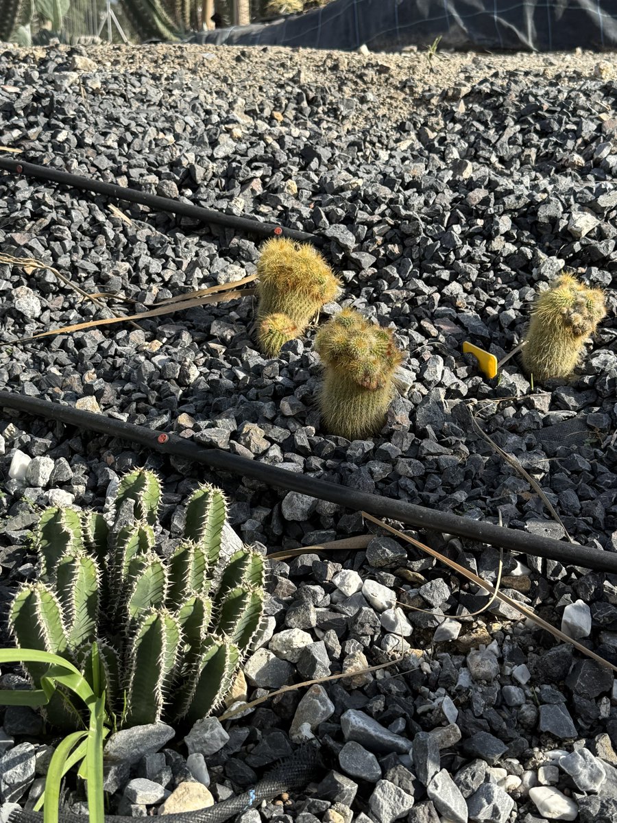 BadToxic's tweet photo. More from the #cactus #garden in #Motril (#ship #NorwegianPearl).
#ParqueDeLosPueblosDeAmérica #parque #JardinDeCactus #park #cactus #Kaktus #Kakteen #cactusLover #cactusPark #spiky #stachelig #KaktusGarten #Garten #cruiseShip #cruise #Kreuzfahrt #vacation #Urlaub @umiizza https://t.co/sugtLGfabv