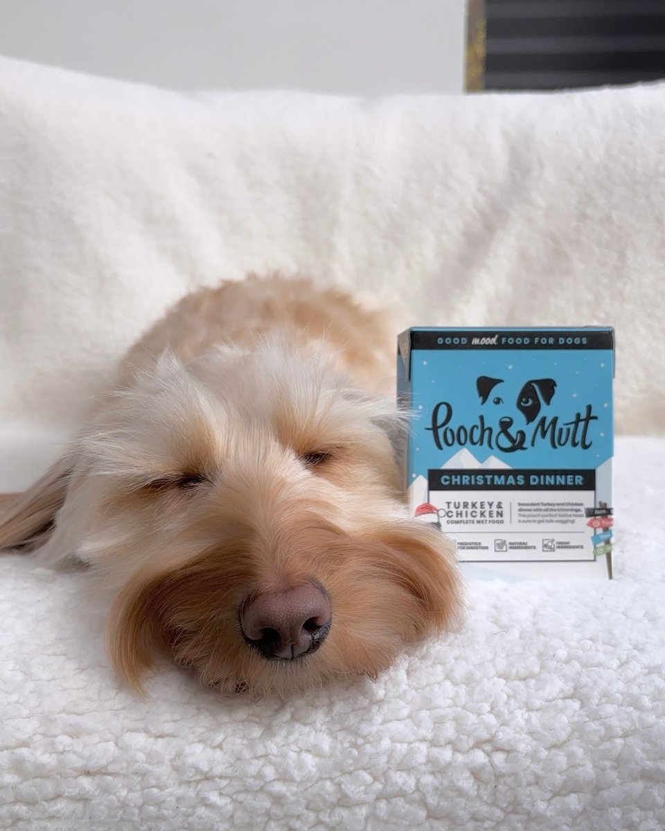 How we'll be feeling after Christmas dinner this year 😴

📷 @
daisy.thecrazycockapoo

#PoochAndMutt #Christmas #ChristmasGiftsForDogs