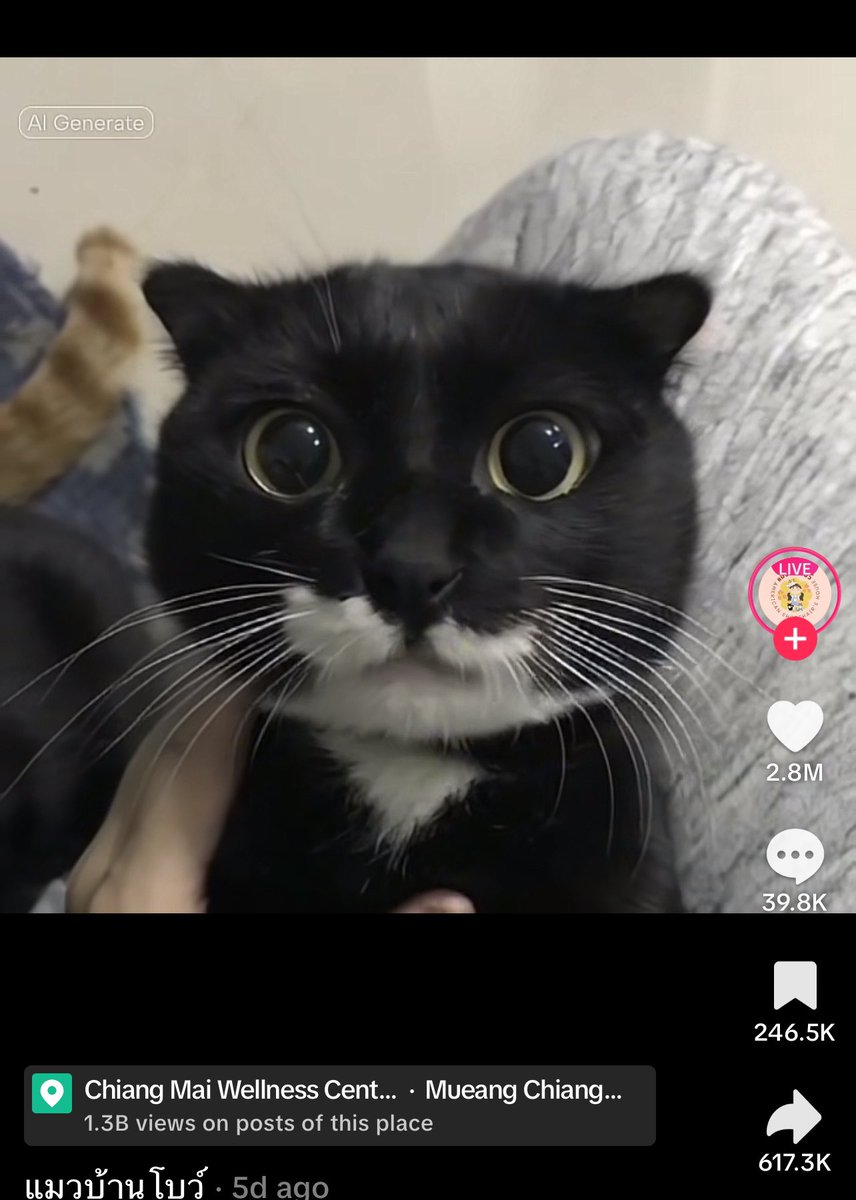 yng_sys's tweet photo. meet me at the $apt $apt $apt $apt $apt $apt uh huh uh huh.

my eyes just keep getting better and better for memes.

i feel like this is the next one… 🎶🐈‍⬛

https://t.co/A0udQTA0VU https://t.co/YxbrdL0iSd
