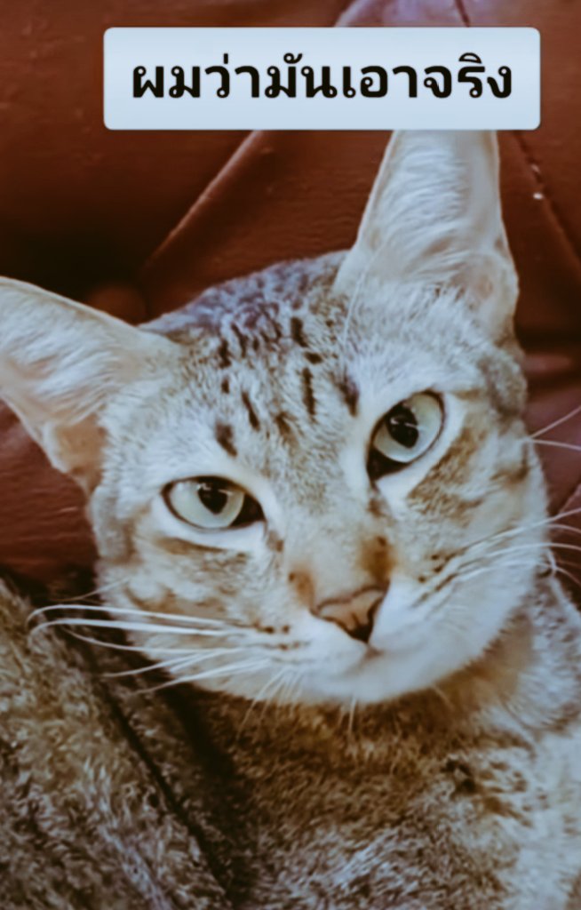 Chamnong Yasaeng tweet media