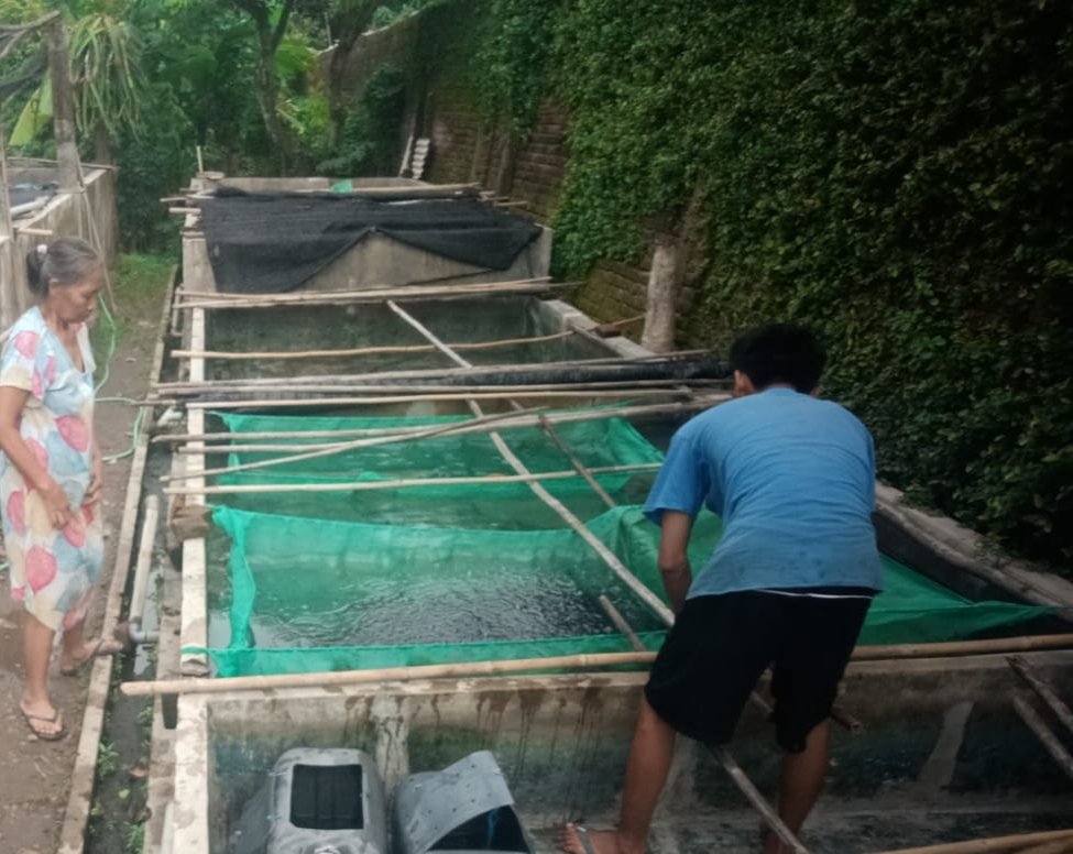 SusantoBambs's tweet photo. Minggu,081224. Bambang Dwi S Luhkan Nganjuk laporkan panen benih ikan lele di Pokdakan Karya Mandiri (P Siswono) Ds Sambiroto Kec Baron, Kolam beton, pijah alami, jmlh 20000 ekor, ukuran 2-3 cm, hrg Rp 60/ekr
#GiatLuhkanSatminkalBWI
#Nganjuk
#Panen
@bppsdm_bp3bwi 
@pusluh_bppsdm https://t.co/isQqX7lDrR