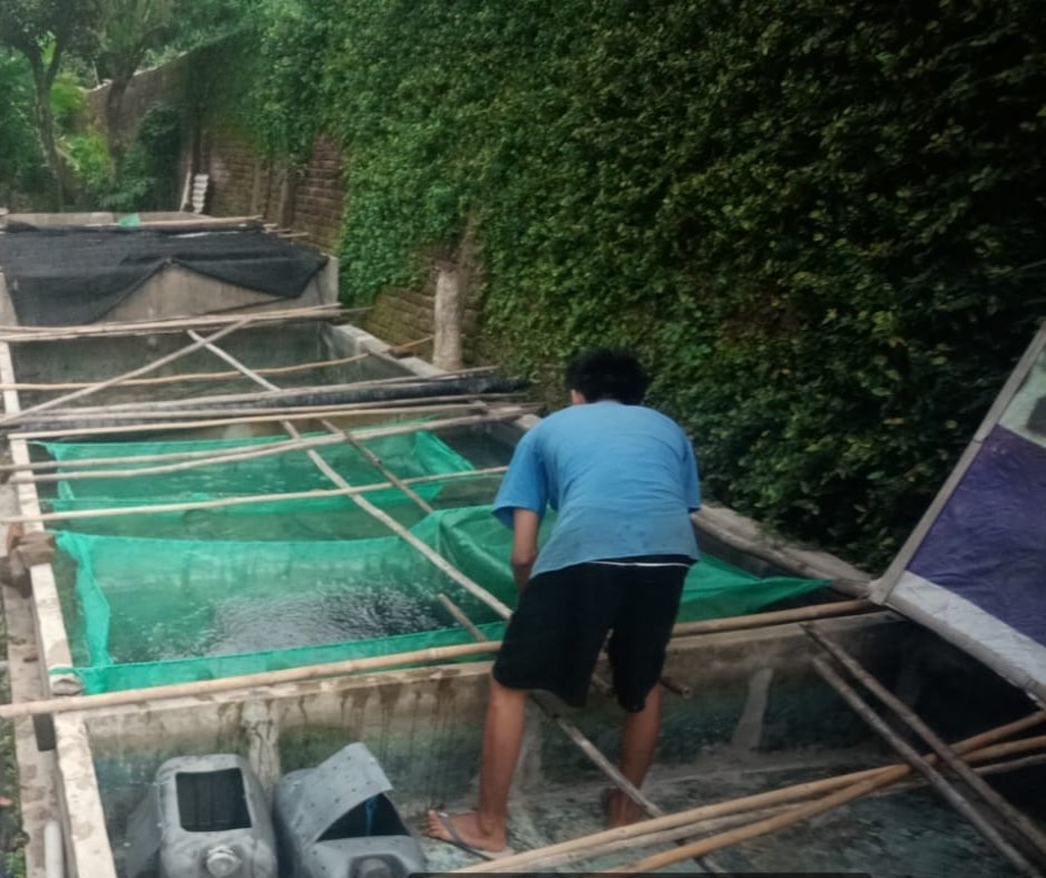 SusantoBambs's tweet photo. Minggu,081224. Bambang Dwi S Luhkan Nganjuk laporkan panen benih ikan lele di Pokdakan Karya Mandiri (P Siswono) Ds Sambiroto Kec Baron, Kolam beton, pijah alami, jmlh 20000 ekor, ukuran 2-3 cm, hrg Rp 60/ekr
#GiatLuhkanSatminkalBWI
#Nganjuk
#Panen
@bppsdm_bp3bwi 
@pusluh_bppsdm https://t.co/isQqX7lDrR