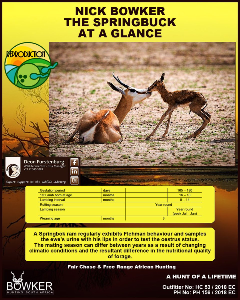 BowkerHuntm's tweet image. Springbuck At A Glance – Reproduction
nickbowkerhunting.com/plains-game/sp… 
#springbuck #nickbowkerhunting 
Follow us on:
X: @NickBHunting
Instagram: @nickbowkerhuntingsa