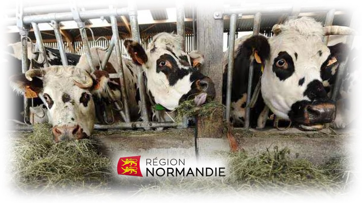 La Normandie devient la 2ème région productrice de lait en France
C’est même la région la + « spécialisée ». 
Les 6 050 éleveurs y maintiennent une collecte dynamique (+ 11% en 10 ans), vs la décroissance nationale (-4% entre 2019 et 2024)…
sco.lt/5eNJ5s