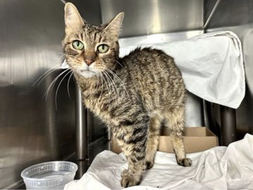 Oldie "Nina" at NYC ACC is so sad
because almost no chance she's had! 
They look at her in their awful way
as it will soon be killing day!
If a Christmas miracle is yours to give
adopt this doll so she can live! 
Pledges will save her life
&amp; free her from fear &amp; strife!
BEYOND