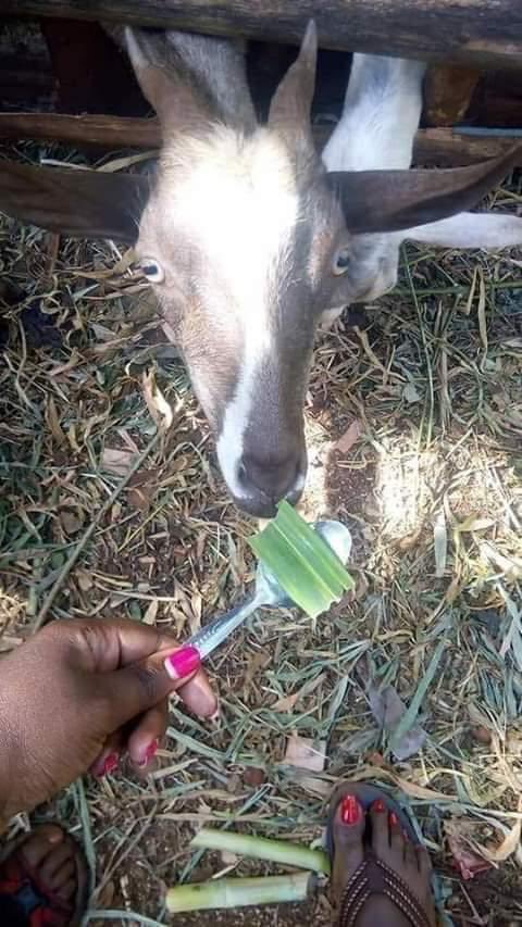 Babano batuuse