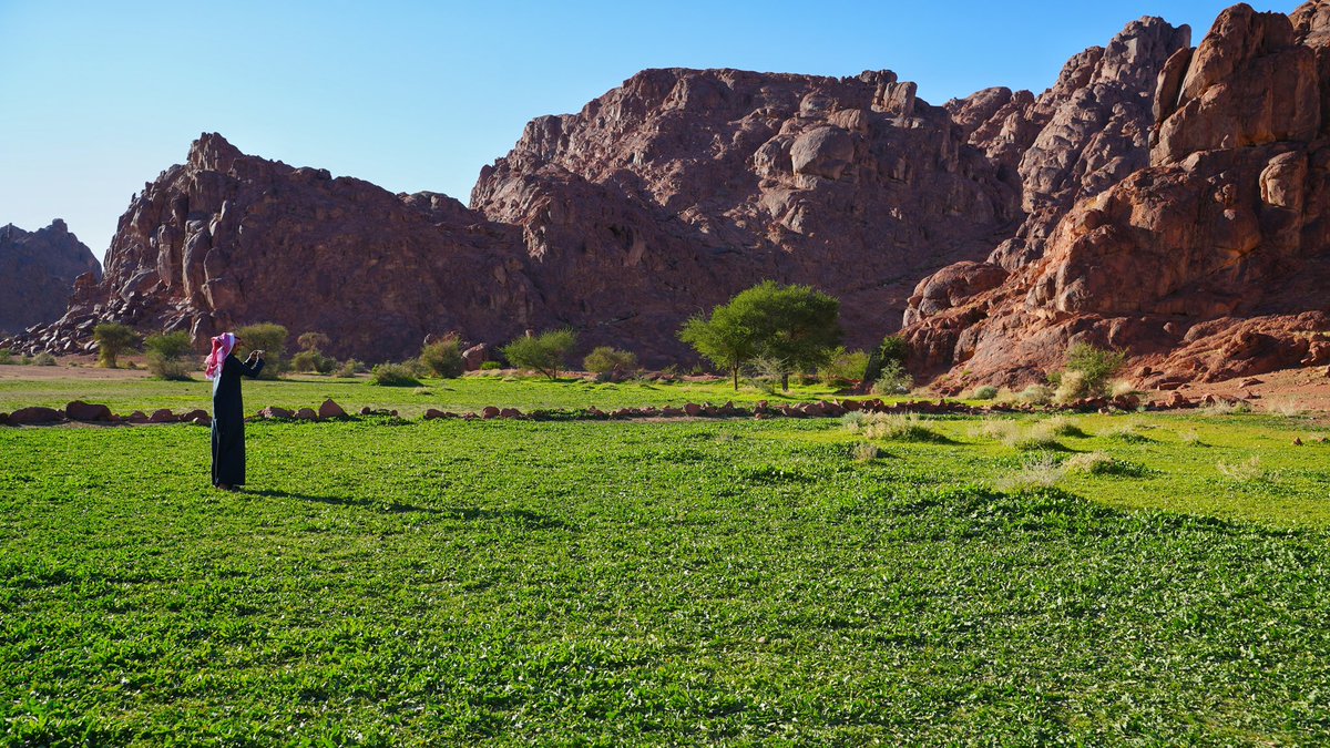 j99_aa's tweet photo. للهم لك الحمد 🌱 .

ربيع محدود في #جبال_اجا منظره يسر العين ورائحة العشب لا توصف 😍☘️

📍شمال غرب #حائل وتحديدًا توارن .
📸 ٢١ / ٦ / ١٤٤٦ هـ
          الاحد
@tqqs 
# حايل https://t.co/hO5BwvucXO