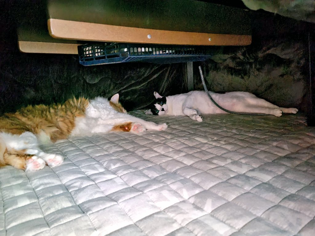 コタツに入るとにゃがくなる🐈🐈‍⬛ ͗