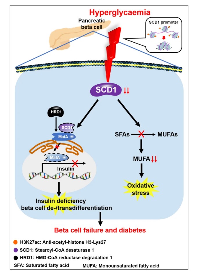 DiabetologiaJnl's tweet photo. Pancreatic #beta-cell stearoyl-CoA desaturase 1 (SCD1) is determined as an important therapeutic target in diabetes therapy by stabilising MafA, a key transcription factor for beta cell biology. #DiabetesResearch #pancreaticβCells ##Hyperglycemia #SCD1 https://t.co/dzEOHrgzvT https://t.co/QAvpmf7ErB
