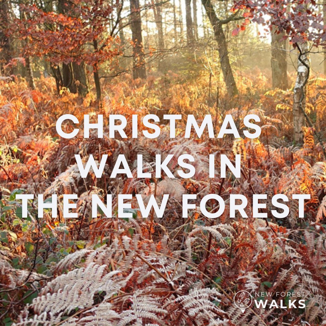 New Forest Walks tweet media