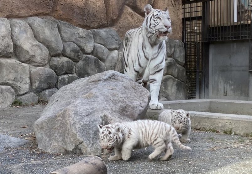 東武動物公園【公式】リュウくん on X