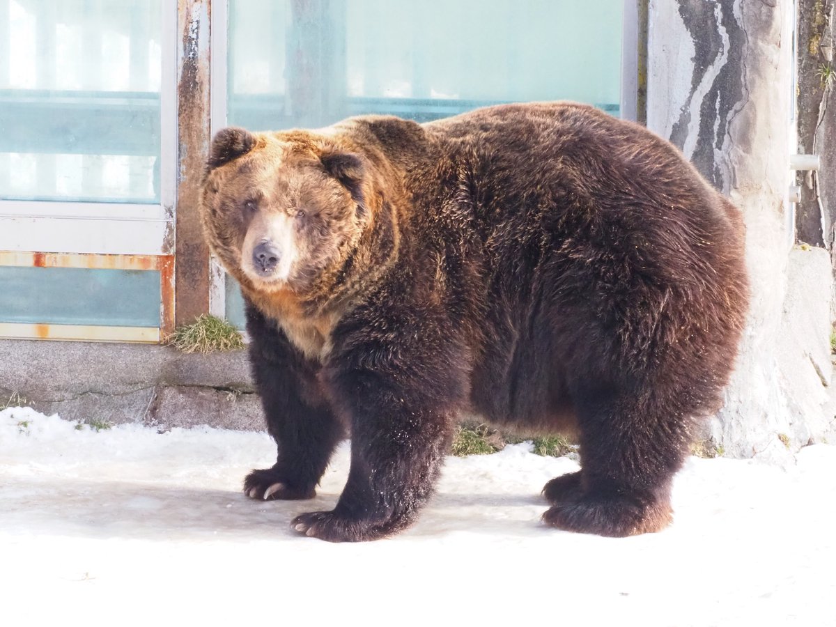 ayafuzi_hana00's tweet photo. 昨日のクマ牧場！
こぐま最終日でした。
カンタは人の檻あたりをウロウロ
#のぼりべつクマ牧場
#ルイ
#アシリ
#カンタ
#ナッツ
#ダイキチ
#月曜日のクマ https://t.co/DgEA4ulWHx