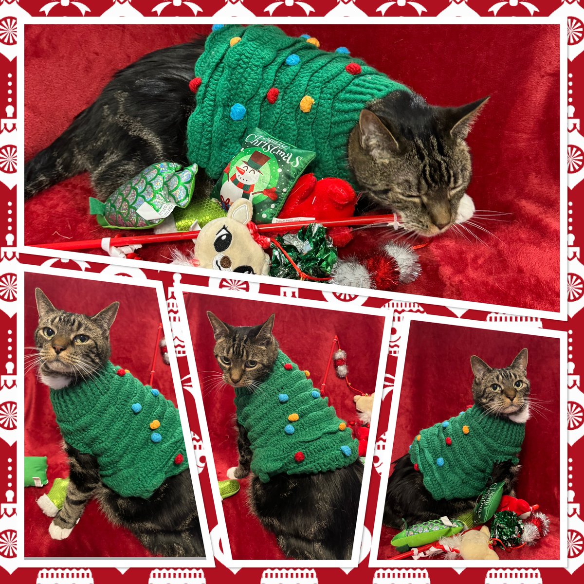 YellowRoseOfTX1's tweet photo. On the eighth day of #Bobmas my Meowmy gave to me 8 toys to play with!

#12daysofBobmas #12daysofchristmas #christmas      #meowycatmas #christmas2024 #CatsOfTwitter https://t.co/MoyRMz009K