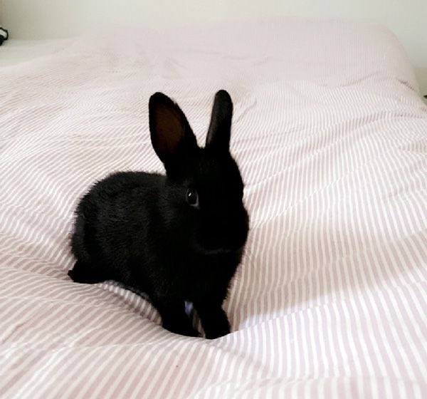 Bunnies (@bunnies) on Twitter photo 