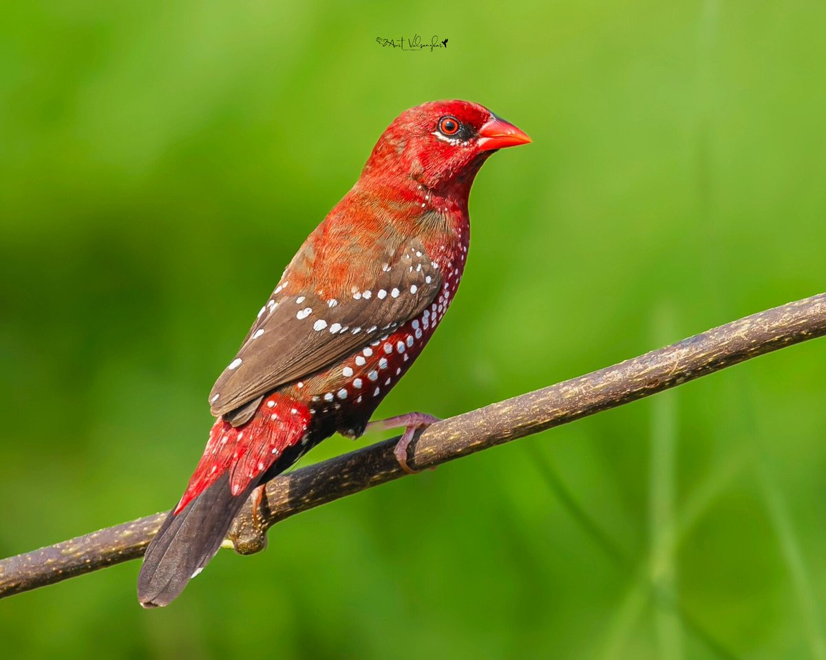 amit_valsangkar's tweet photo. #Redmunia #aves #BirdsSeenIn2024 #IndiAves #ThePhotoHour #birdphotography #ngtindia #NaturePhotography #canonindia #dailypic #birds #TwitterNatureCommunity
@IndiAves #BirdsOfTwitter @NatGeoIndia @Canon_India #wildlifephotography #BBCWildlifePOTD #red #RedBird #ebird https://t.co/1veHLxlBny
