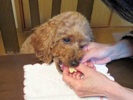 #犬の旅行プランナー です。
愛犬🐶のキャンディが、初めて食べた #誕生日ケーキ 🍰について、#食レポ をしましたので紹介します。
#トイプードル #犬のいる暮らし #いぬのきもち #クリスマスケーキ #犬用ケーキ
詳細は👇のブログを見てね🐶
ononprg.hatenablog.com/entry/2024/12/… #ペットライブラリー