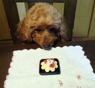 nKki2dIf6GxK4ug's tweet photo. #犬の旅行プランナー です。
愛犬🐶のキャンディが、初めて食べた #誕生日ケーキ 🍰について、#食レポ をしましたので紹介します。
#トイプードル #犬のいる暮らし #いぬのきもち #クリスマスケーキ #犬用ケーキ
詳細は👇のブログを見てね🐶
https://t.co/5HXQSP5efE #ペットライブラリー https://t.co/Br2RuZjhVi