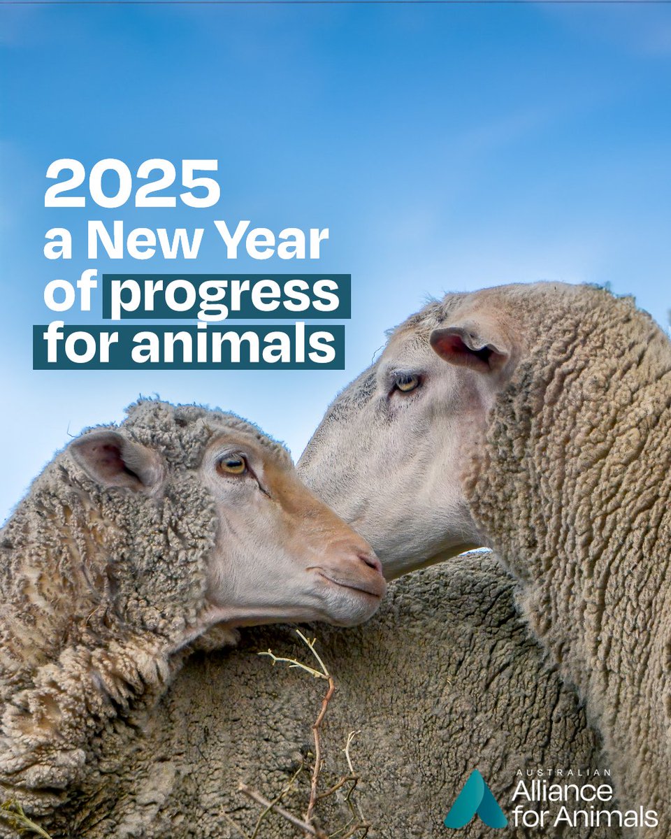 Alliance_AAFA's tweet photo. Our 2025 resolutions are clear–
• Gain broader support for #FairGoForAnimals
• Ensure the live sheep export phase out stays on track
• Raise welfare standards for chickens
• End live lamb cutting
• Call for legislation to phase out battery cages
Are you with us? 🐮 https://t.co/L7fgMTE6oe