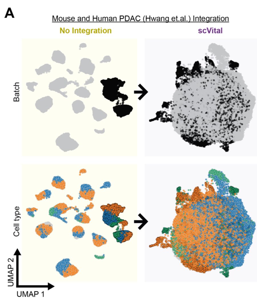 Anirban Maitra (@aiims1742) on Twitter photo If you conduct or use single cell RNA-seq data from both humans and mice in your lab, this preprint releases a very useful tool called scVital. Developed by <a href="/dbetel/">Doron Betel</a> (with a cameo by <a href="/TuomasTammela/">Tuomas Tammela</a>) scVital enables cross species interrogation and integration of cell states, and is If you conduct or use single cell RNA-seq data from both humans and mice in your lab, this preprint releases a very useful tool called scVital. Developed by <a href="/dbetel/">Doron Betel</a> (with a cameo by <a href="/TuomasTammela/">Tuomas Tammela</a>) scVital enables cross species interrogation and integration of cell states, and is