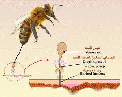 Alahdal_PhD's tweet photo. بفضل الله ومن ثم بدعم جامعة حائل،نجح فريقنا البحثي في ابتكار مُركب من سم النحل🐝 وجزيئات أكسيد الزنك النانوية أثبت فعاليته كمضاد للميكروبات المقاومة للمضادات الحيوية،ومثبط لنمو الخلايا السرطانية،ومحارب للأكسدة والإلتهابات ومرض السكري وتم قبول نشر الدراسة في مجلة @MDPIpharma فئة Q1