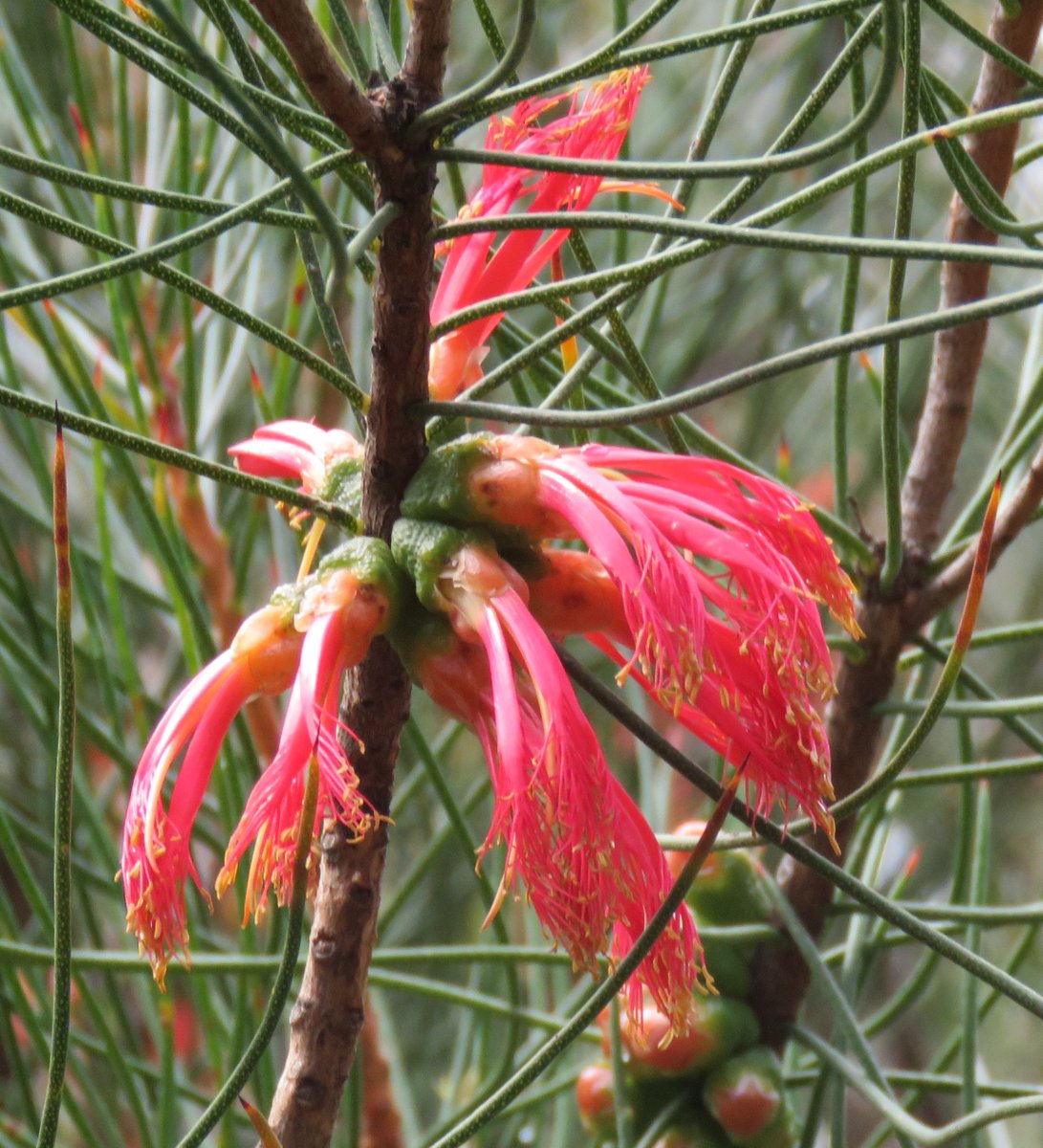 StuartWilliams_'s tweet photo. Calothamnus gilesii, a shrub to 3 metres high from the south of Western Australia 

#Calothamnus #Myrtaceae #ozplants https://t.co/FysAUnDMDX