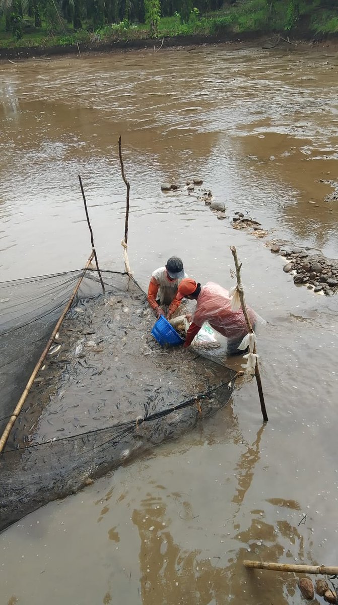 sendygita's tweet photo. Selasa 17/12/2024 LUHKAN Bengkulu Utara Ds Tambak Rejo Sendy Gita Lestari,https://t.co/76250YQ7Ky.Pi mendata panen ikan nila di kolam Sunandar total 2.345 kg hrg Rp.21.000
#luhlapor
#panen 
#GiatLuhkanSatminkalBRPPUPP
@pusluh_bppsdm @bppsdm_brppupp https://t.co/TloR7sTmX2