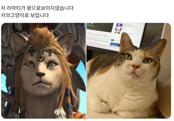 라마티드림먹을수없는이유
저의고양이입니다
아니 이목구비가너무닮음