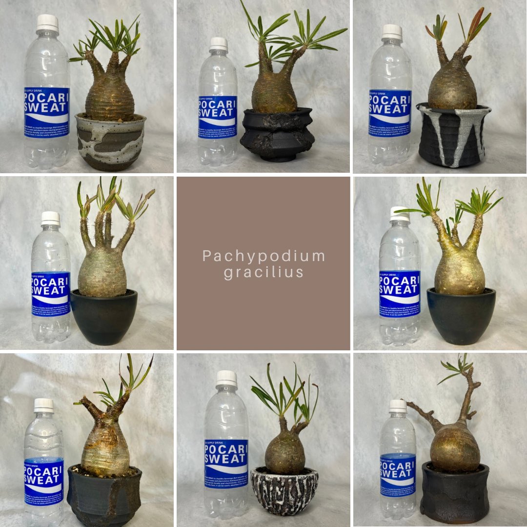 PLARE_plants's tweet photo. 12/25(水)23:59まで
現地株(ベアルート)パキポディウム グラキリス
全品20％オフにて販売中✨

全て5cm以上の発根確認済みの株のみなので
初心者の方でも安心して育てていただけます🪴

ご購入後も個別対応しておりますので
お困りの際はいつでもお気軽にご連絡ください❣️

https://t.co/ypUgFXQYk1 https://t.co/hMtaoUafB8