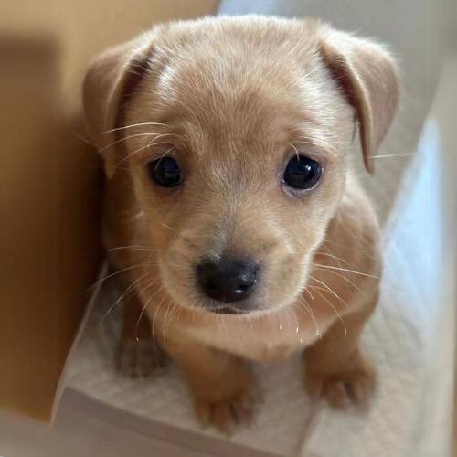 Hades (dev/arc) tweet media