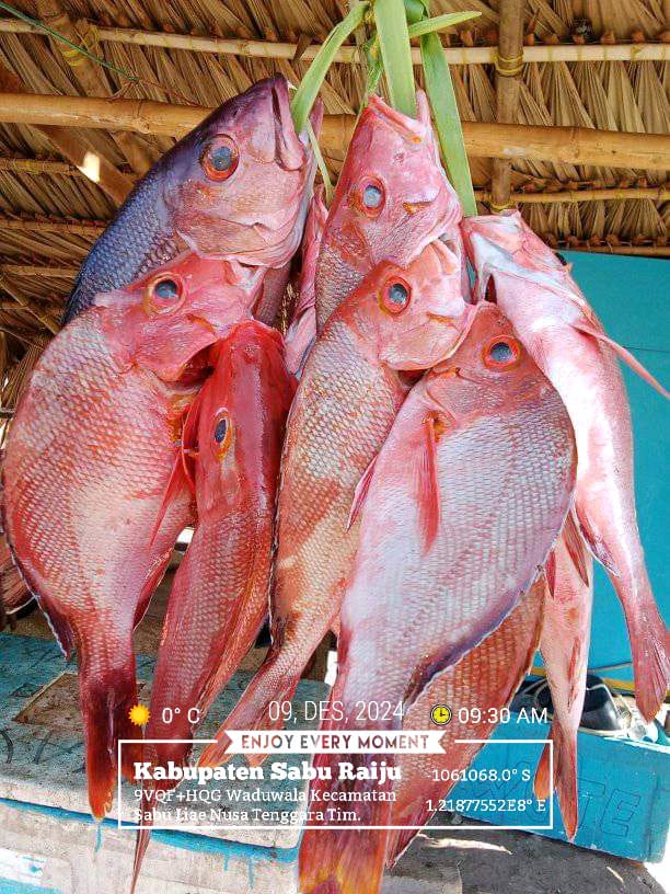 DesiDjami's tweet photo. Senin (09/12/24), Desi Djami Kale luhkan Kab. Sabu Raijua, KUB Muri Mada, Desa Waduwalla, Kec. Sabu Liae. Melaporkan tangkapan ikan, dengan alat tangkap Pancing,  sebanyak 5 kg, harga jualnya 35.000/kg
#GiatluhkansatminkalGONDOL
#Saburaijua
#Tangkap
@luhlapor https://t.co/soF6onZslU