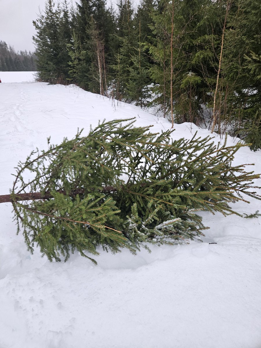 Onni on omasta metsästä itse sahattu joulukuusi. Keskellä ojaa kasvanut kuusi on joka puolelta tasainen ja poistettu metsänhoidollisin perustein kuten isäni on opettanut tekemään. Hyvää ja Rauhallista Joulua kaikille 🤶🎄