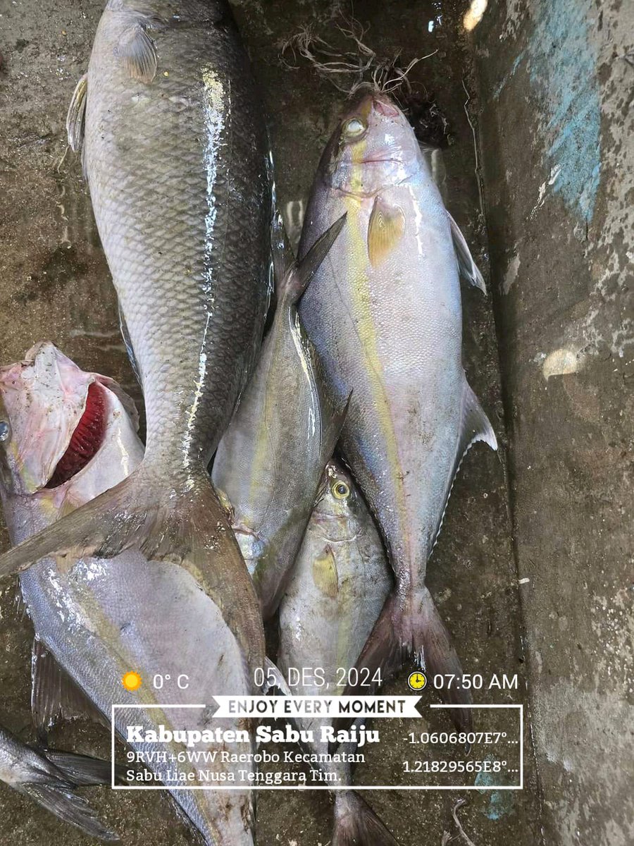DesiDjami's tweet photo. Kamis (05/12/24), Desi Djami Kale luhkan Kab. Sabu Raijua, KUB Wadu Mangngi, Desa Raerobo, Kec. Sabu Liae. Melaporkan tangkapan ikan, dengan alat tangkap Pancing,  sebanyak 7 kg, harga jualnya 35.000/kg
#GiatluhkansatminkalGONDOL
#Saburaijua
#Tangkap
@luhlapor https://t.co/urtyBLjXwf