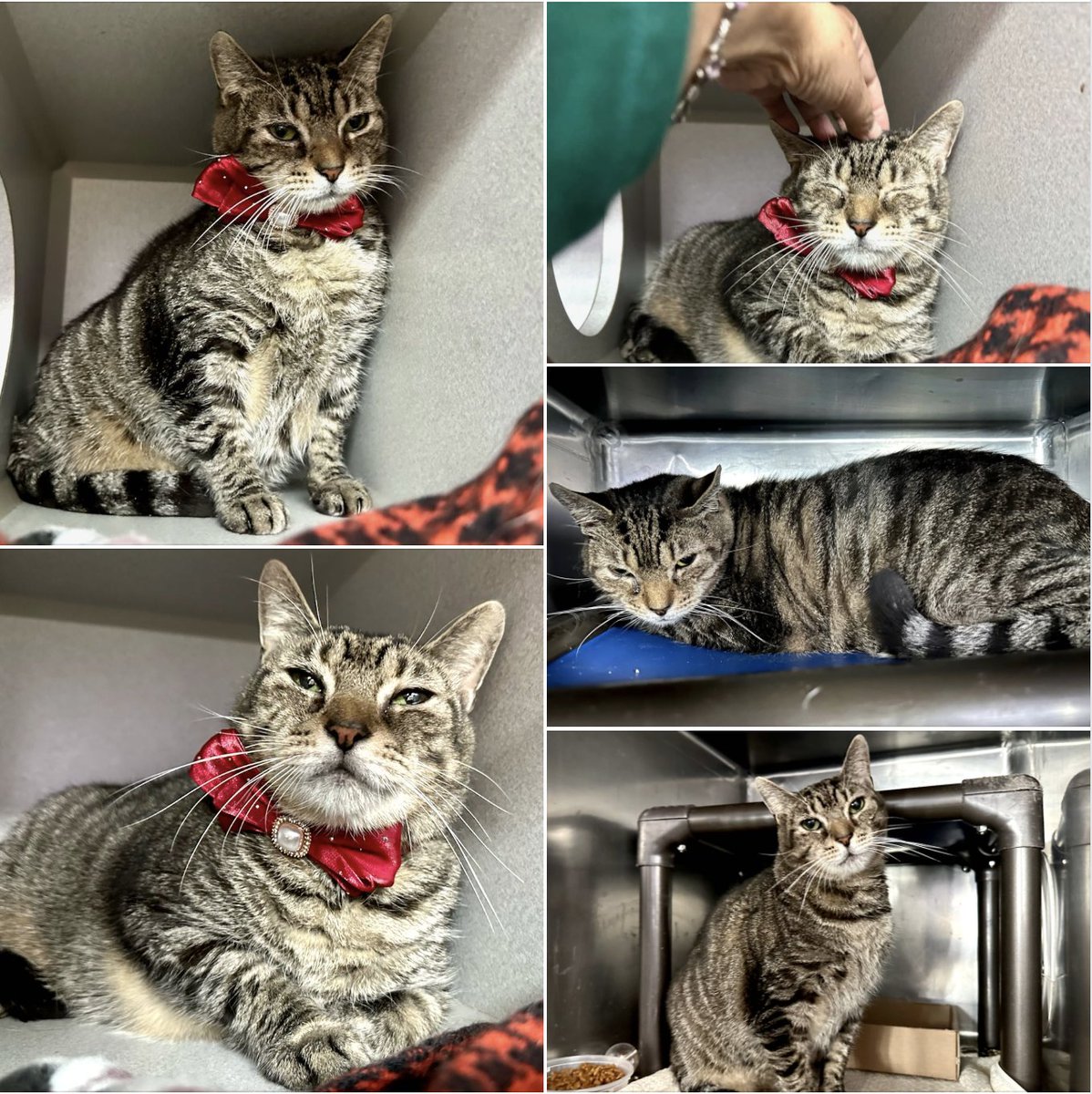 This gorgeous, well mannered gentleman was surrendered by the daughter of his owner, with whom Milo spent 13 years of life.

Surrender reason: owner is going into a senior home due to dementia. 

Milo is ready for adoption

Pledge if you can &amp; share
Info: nycacc.app/#/browse/214774