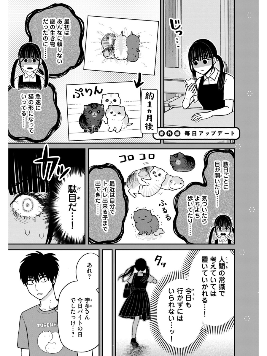 子猫の毎日アップデート
#ツレ猫マルルとハチ #マルルとハチ #漫画が読めるハッシュタグ