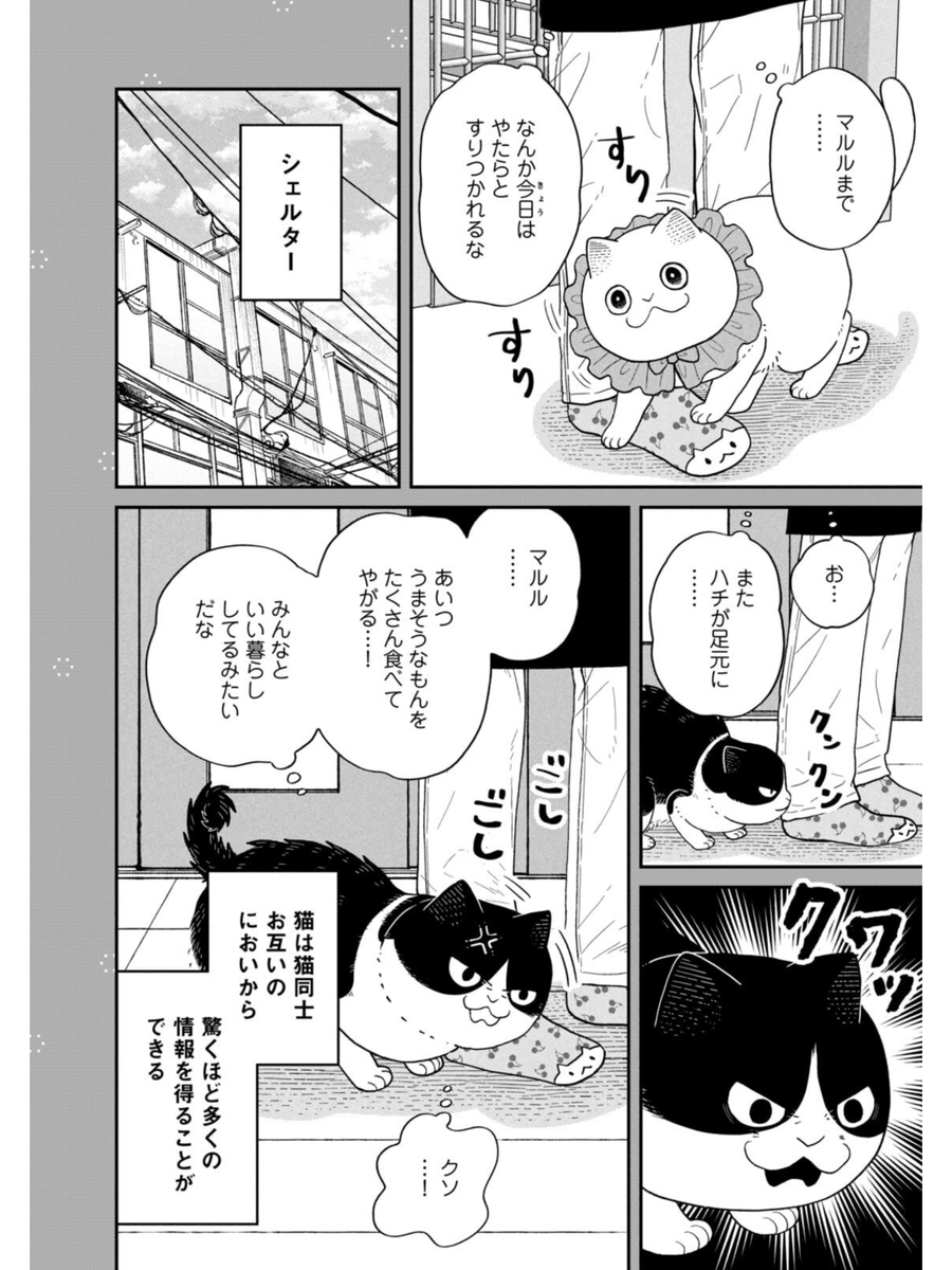 猫たちの近況報告
#ツレ猫マルルとハチ #マルルとハチ #漫画が読めるハッシュタグ 
