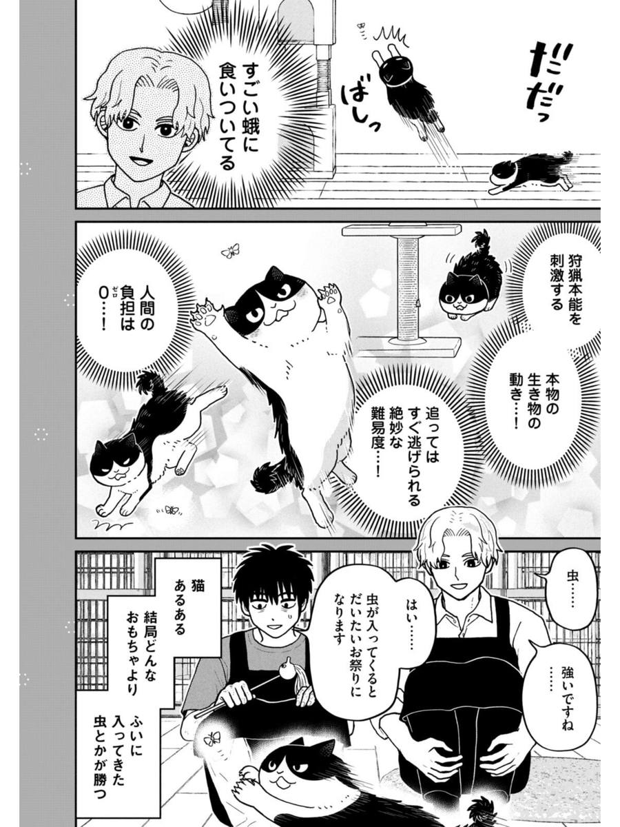 猫のおもちゃ番付
#ツレ猫マルルとハチ #マルルとハチ #漫画が読めるハッシュタグ 
