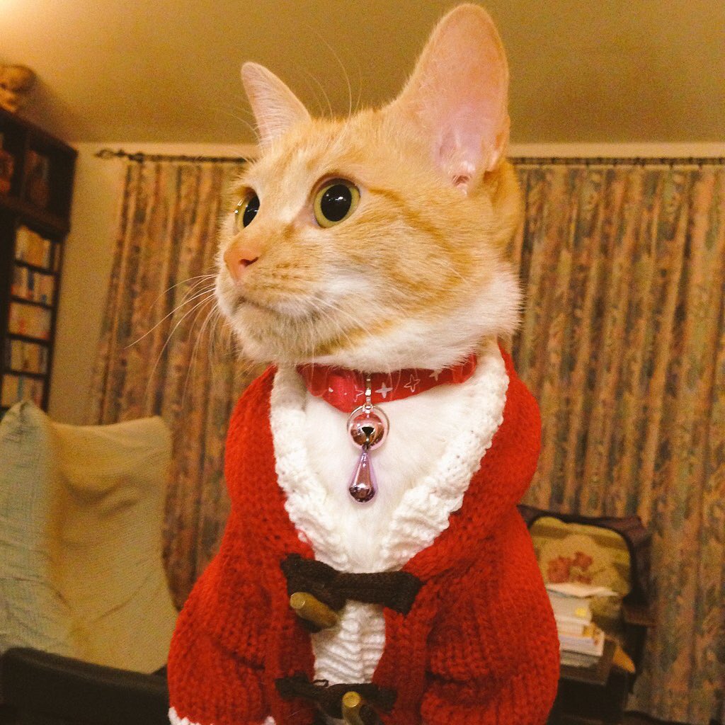 Sheep_jitan's tweet photo. きなこ:昨日、あんことまろんはあたちのご飯を強奪したから悪い子。クリスマス🎄プレゼント🎁無しです。
ちびーず:えー(´･ω･`)
#クリスマス🎄 https://t.co/djAdlzROYl