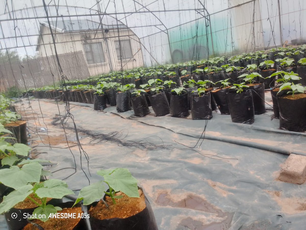 NatureGrowers_'s tweet photo. We are Nature Growers and We grow Cucumbers in the heart of Soweto! https://t.co/KaU5aS5G0U