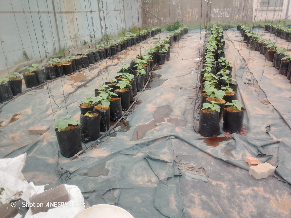 NatureGrowers_'s tweet photo. We are Nature Growers and We grow Cucumbers in the heart of Soweto! https://t.co/KaU5aS5G0U