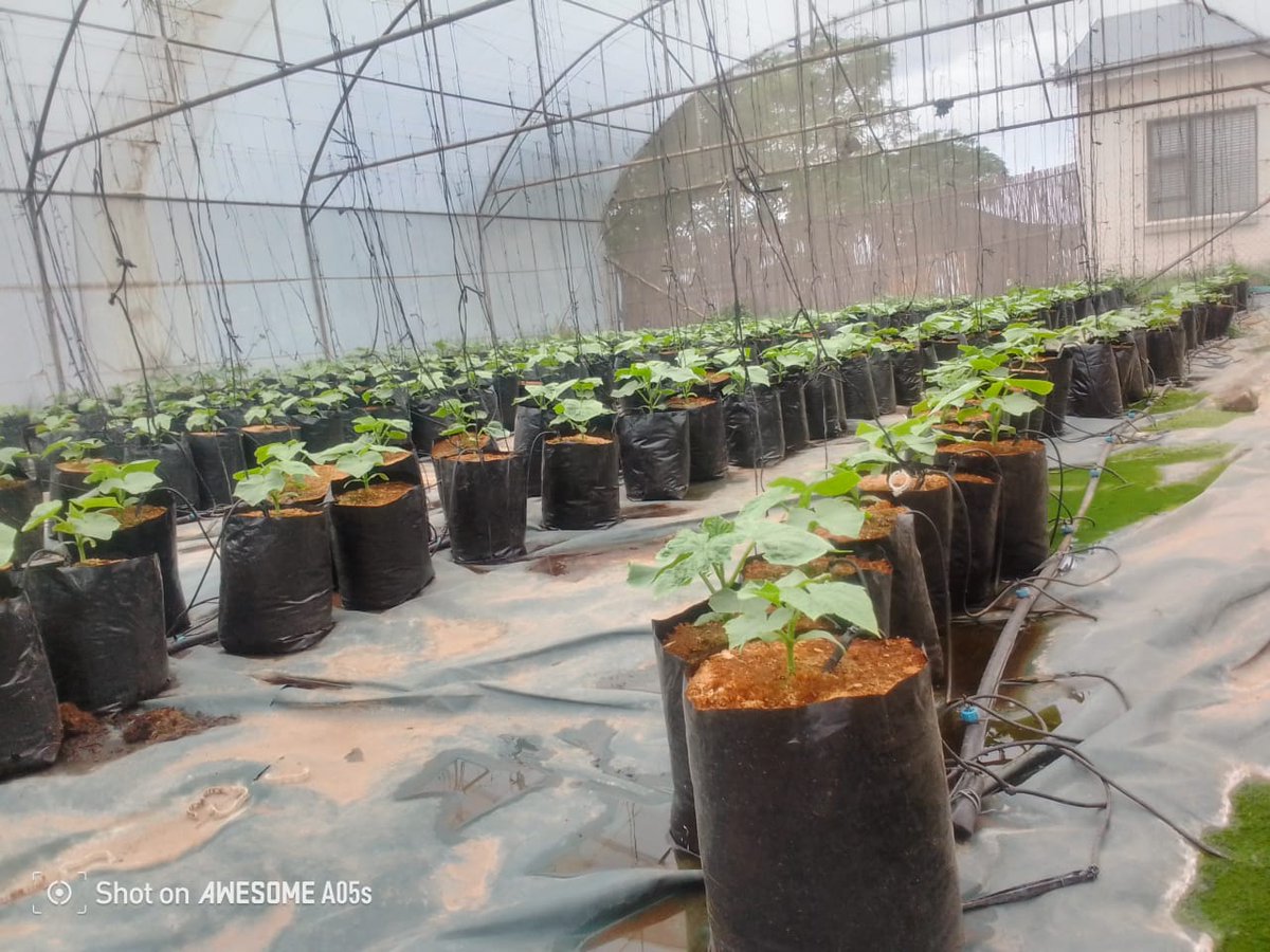 NatureGrowers_'s tweet photo. We are Nature Growers and We grow Cucumbers in the heart of Soweto! https://t.co/KaU5aS5G0U