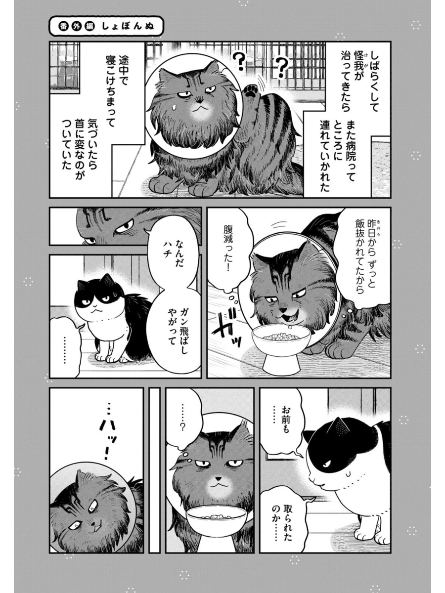 ボス猫たちのしょぼんぬ
#ツレ猫マルルとハチ #マルルとハチ #漫画が読めるハッシュタグ