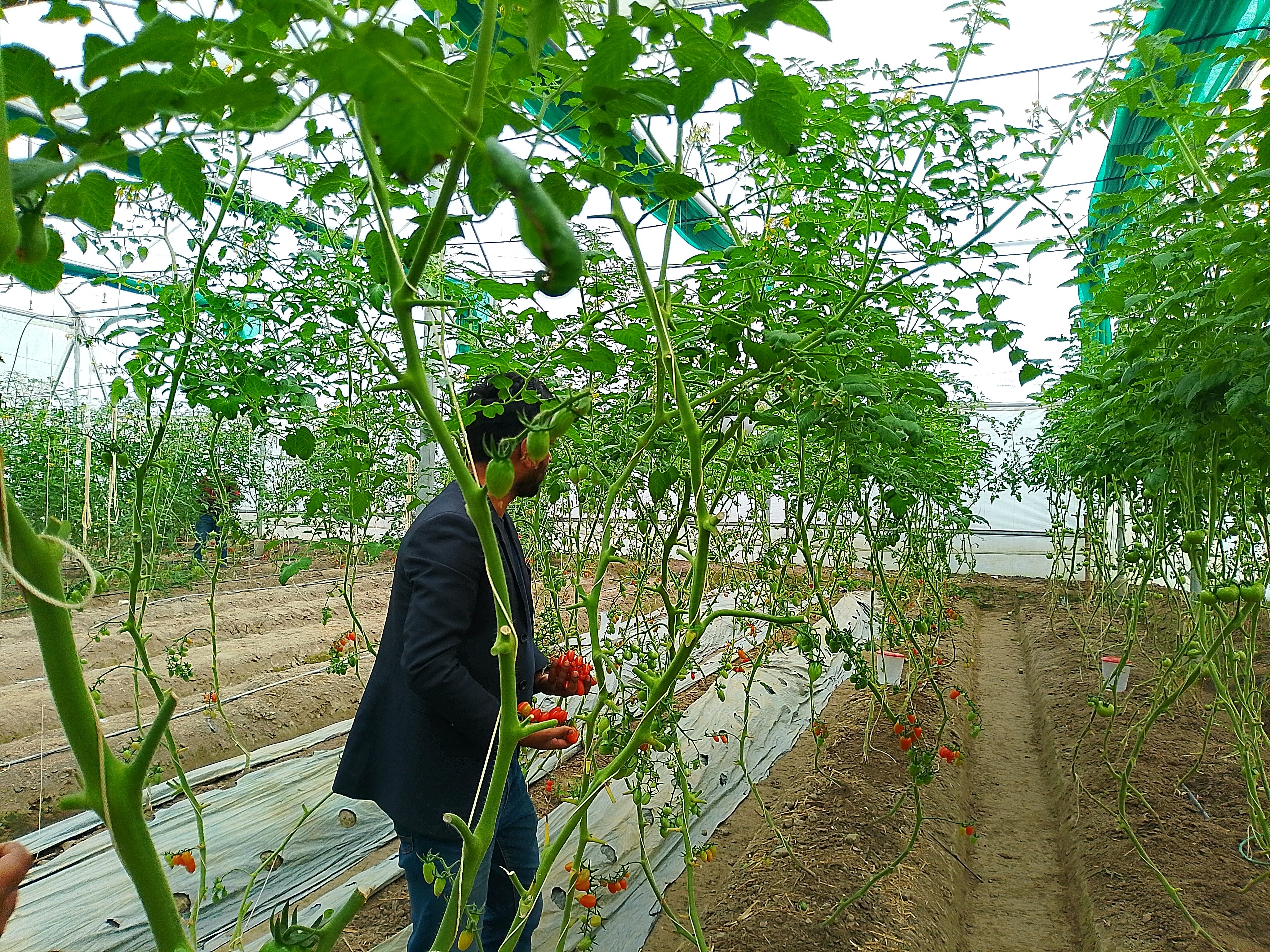 পলিনেট হাউসে চেরি টমেটো চাষে সাফল্য