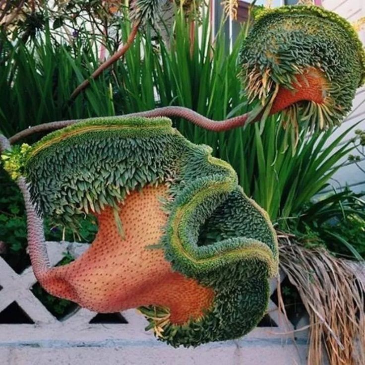 Untamedpath's tweet photo. "Nature's Dr. Seuss moment: When plants decide to get funky." #weirdplants #plantlife #natureisweird #botanicalwonders #crestedsucculents #fasciation https://t.co/ptWH7iyXxq
