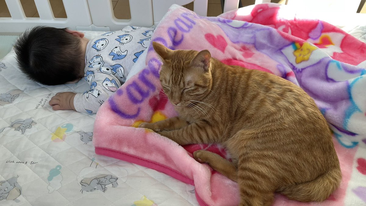 つるもちしらたま☺︎🦖💥1/y(5/3) tweet media