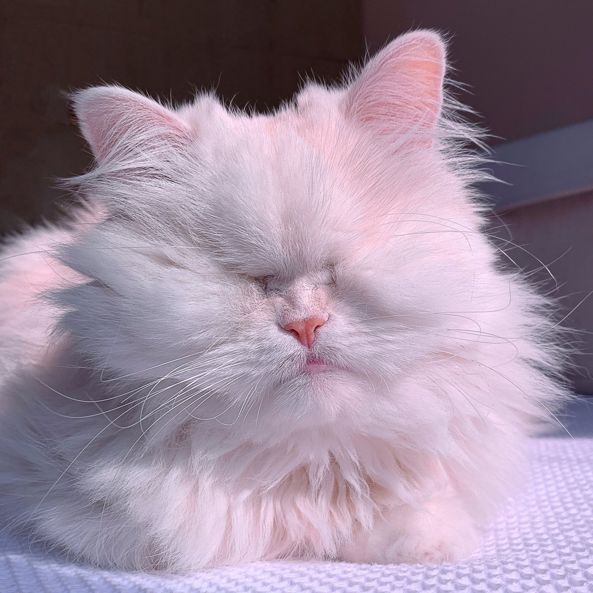 Hot off the press!
They are delaying my surgery by one day, so now it'll be on 24th. That's to not over-stress me on the day I go into boarding, so they will let me settle for 24 hours. Probably sensible..

Fankew so much for all your love, it means a lot to me and that mum! xox
