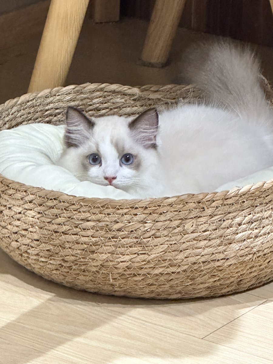 lookvin999's tweet photo. Hello, human! I'm a kitty. 😸 Wish you a happy day! 🥰
Follow me to see more pictures of cats. #Cat #cats #catseyes #DOGS #lovelive #prettylittlewishes https://t.co/5sHBIfYPst