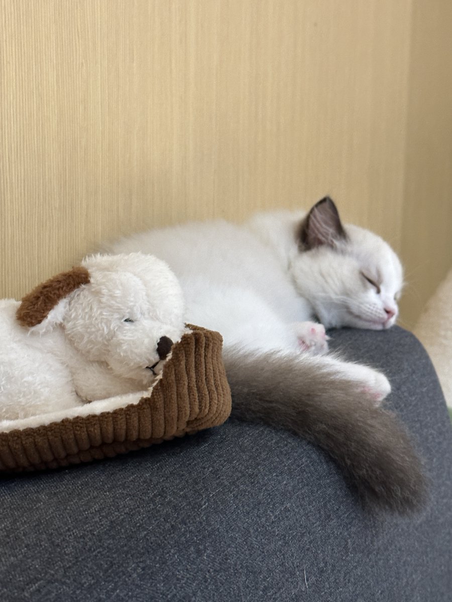 lookvin999's tweet photo. Hello, human! I'm a kitty. 😸 Wish you a happy day! 🥰
Follow me to see more pictures of cats. #Cat #cats #catseyes #DOGS #lovelive #prettylittlewishes https://t.co/5sHBIfYPst